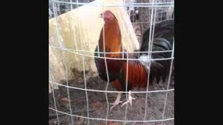 GALLOS DE PELEA GALLOS FINOS [upl. by Llerdnod973]