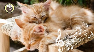 Cat Purring and 528Hz Healing Music  Deep Relaxation Sleep Music Stress Relief [upl. by Yrohcaz637]