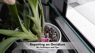 How I Repot Oncidiums [upl. by Damita210]