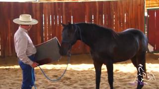 Getting Your Horse Desensitized and Ready to Saddle  Mark Lyon [upl. by Winzler398]