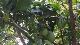 Mini vlog Mangoes from seed grown mango tree [upl. by Kato]