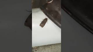 Large Yellow Underwing moth lepidoptera naturewave insect bugs entomology bigmoths [upl. by Adnerol]