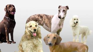 20 Dogs  Funny Song for Kids Naming 20 Different Dogs [upl. by Drahsir]