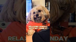 Sunday Funday shortvideo cutedog morkies [upl. by Burke464]