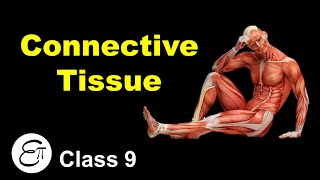 Connective Tissue and its Types  Animal Tissues Part 3  in Hindi for Class 9 [upl. by Tedder664]