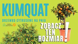 Kumquat Drzewko cytrusowe na pniu plants roślinydomowe cytrus inspiracja roslina [upl. by Gupta]