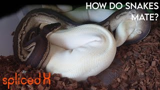 How Do Snakes Mate [upl. by Cressi425]