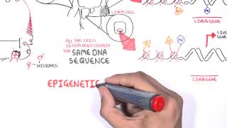 Epigenetics  An Introduction [upl. by Roosevelt934]