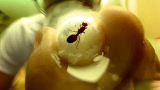 How to Care for a Queen Ant [upl. by Idou30]