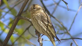 Pine Siskin [upl. by Rosinski]