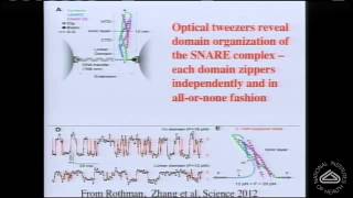 The Molecular Mechanism of Synchronous Neurotransmitter Release at Synapses [upl. by Anileva]