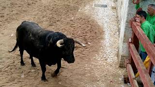 Feira de maio Azambuja primeira largada com colhida [upl. by Wendel]