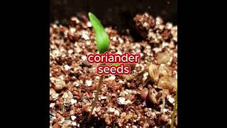 Coriander Seeds Germination Hacksgarden gardening plants [upl. by Dace475]