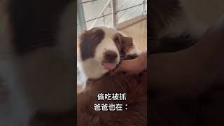 围观变脸小狗嗷 搞笑 搞笑 funny pets 萌宠 puppy 可愛い 萌宠 可愛い animals cute cutedog 狗狗 狗狗 [upl. by Antonia]