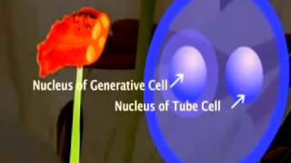 Development of the Male Gametophyte and Pollen in Flowering plant [upl. by Onoitna941]