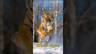 5 Facts about Siberian Tigers [upl. by Nosral]