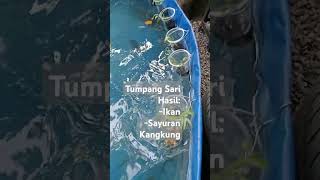 Tumpang Sari Ikan dan Kangkung [upl. by Ecinahs96]