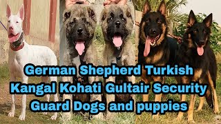 German Shepherd Kohati Gultair Turkish Kangal Dog and puppies 03139393944 pet [upl. by Tildie989]