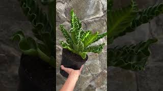 Asplenium Laksakna plants garden greennaturehousplants [upl. by Simah612]