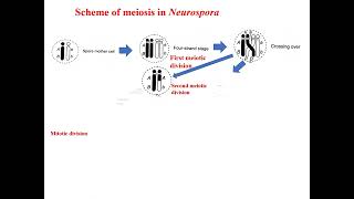 Scheme of meiosis in Neurospora crassa Tetrad analysis [upl. by Tammy]