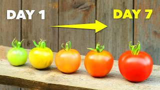 How to Ripen Green Tomatoes In Just 7 Days [upl. by Hesler]