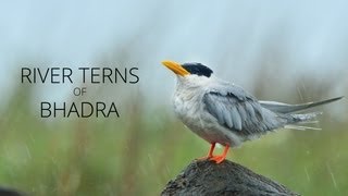 River Terns of Bhadra [upl. by Htebsil779]