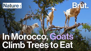 In Southwestern Morocco Goats Climb Trees To Eat [upl. by Rehttam]