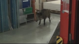 Wildschwein bricht nachts in Frohnhausener Baumarkt ein [upl. by Enairda]