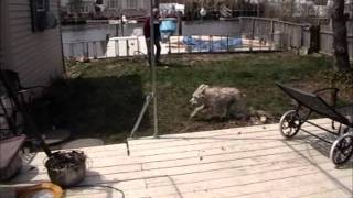 wheaten terrier running [upl. by Robbie67]