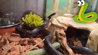 Meet quotNoviquot The Texas Black Rat Snake  First Habitat Set Up [upl. by Aizek]