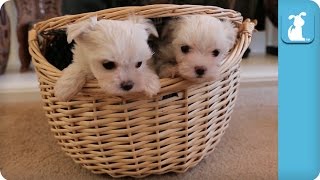 How Many Maltese Puppies Are Inside This Basket  Puppy Love [upl. by Stannfield]