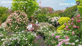 Touring a Captivating Rose Garden – Where Red Blooms and Sweet Scents Mesmerize [upl. by Lesley]