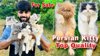 Persian Cats For Sale  Triple Coat Persian kittens  persian cat  persian cat price in india  cat [upl. by Aidaas704]