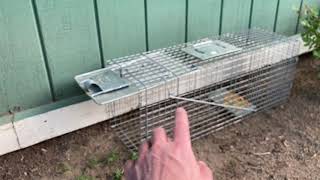 Complete HAVAHART DIY HOW TO GUIDE Animal Trap Setting Baiting Capture Release Rodent Squirrel [upl. by Micah]