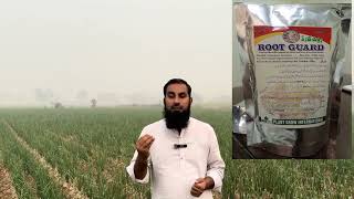 ROOT GUARD suggested by Mazhar Ali IR Farms [upl. by Anitnamaid932]