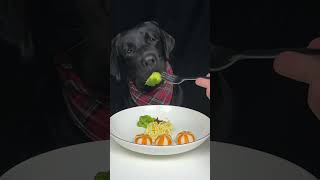 I accidentally dropped my dads fork Black Labrador The daily life of a silly dog [upl. by Louanne338]