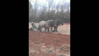 Brabant Belgian Draft Horses Plowing 3 Abreast [upl. by Ytinirt]