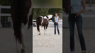 Finde die Fehler Auflösung in den Kommentaren ⏬ kappzaum schulterherein horsemanship [upl. by Linneman]