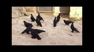 HARİKA IRAK MUSUL KOSTÜM ve OYUN KUŞLARIMosul pigeons in Iraqاجمل الحمام العراقي [upl. by Hadihahs]