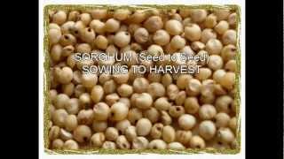 How to cultivate Sorghum [upl. by Innek]