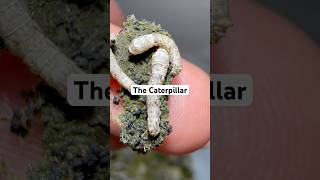 The caterpillar vs the moth silkworms bombyxmori [upl. by Nyral]