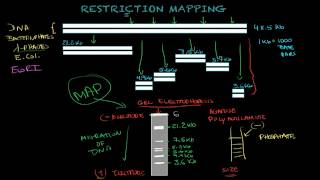 Restriction mapping  Biology tutorial [upl. by Notxap235]