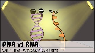 DNA vs RNA Updated [upl. by Aseen]