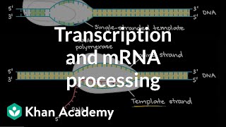 Transcription and mRNA processing  Biomolecules  MCAT  Khan Academy [upl. by Falcone]