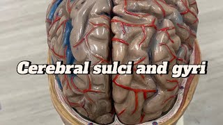 Cerebral sulci and gyri cerebral cortex  neuroanatomy sulcus and gyrus  Brain  model  ospe [upl. by Llerihs]