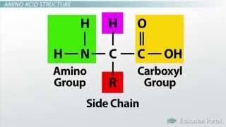 1 How Amino Acids Form Protein [upl. by Waddell]