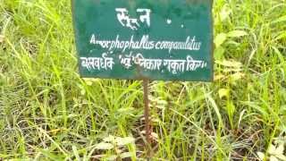 Medicinal Herbs India [upl. by Yentruok]