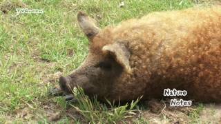 Meet the Mangalica or woolly pig [upl. by Aspia]