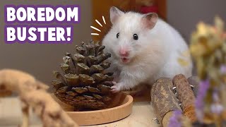 ZeroCost Pinecone Toys Your Hamster Will Love 🐹 [upl. by Hetti452]