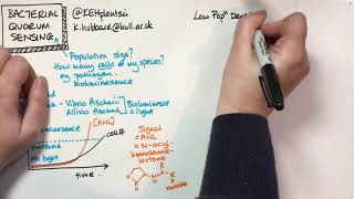 Bacterial Quorum Sensing [upl. by Annayt]